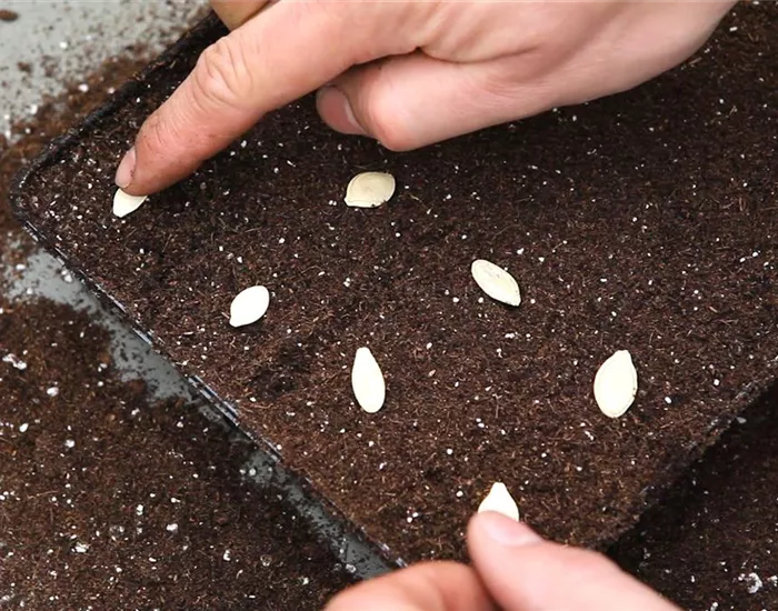 Kürbis - Aussäen von Samen