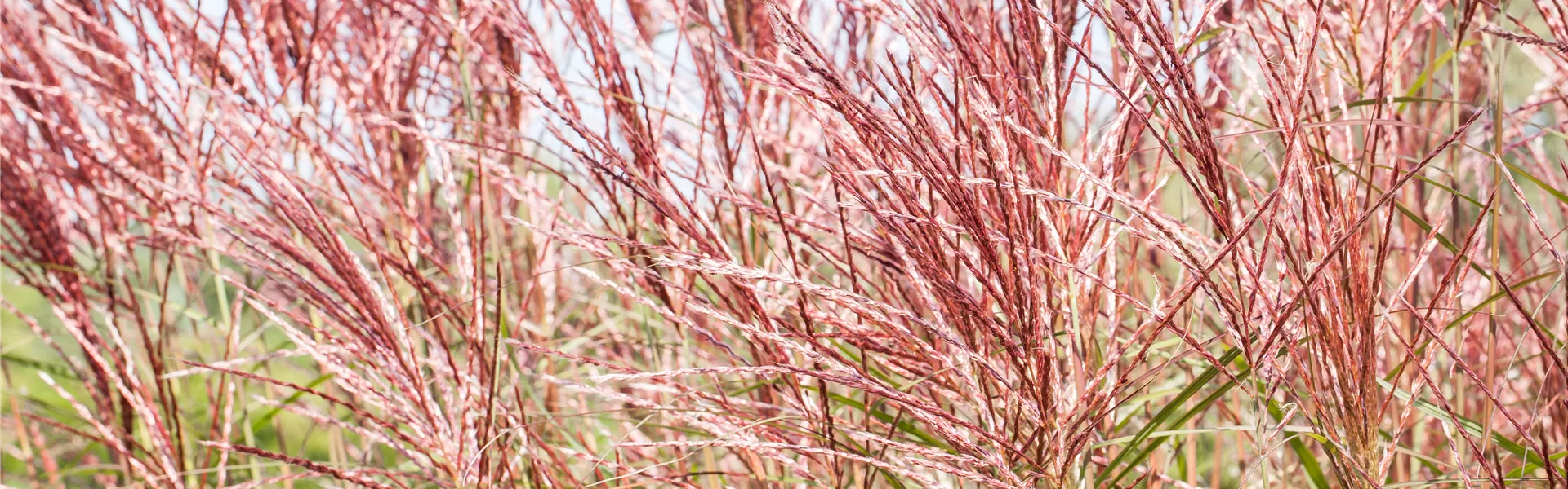 Miscanthus sinensis