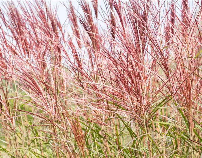 Ziergräser im Garten sind vielfältig einsetzbar 