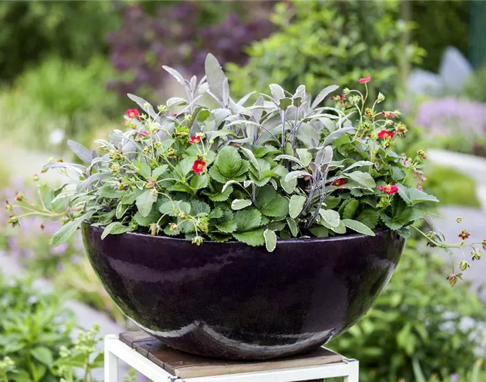 Urbaner Garten – was ist das?