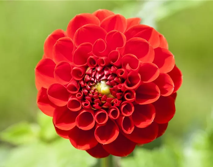 Dahlien – Blütenzauber im Sommer