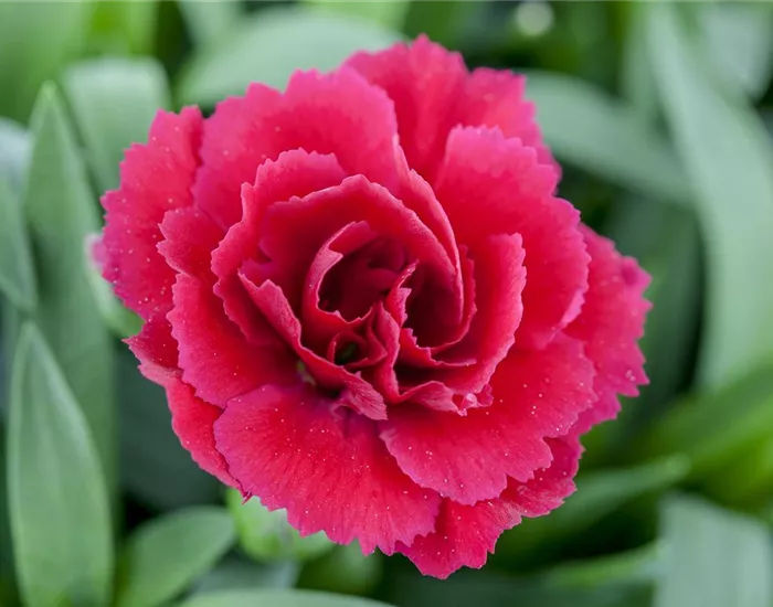 Der 1. Mai – was hat er mit Pflanzen und Blumen zu tun?