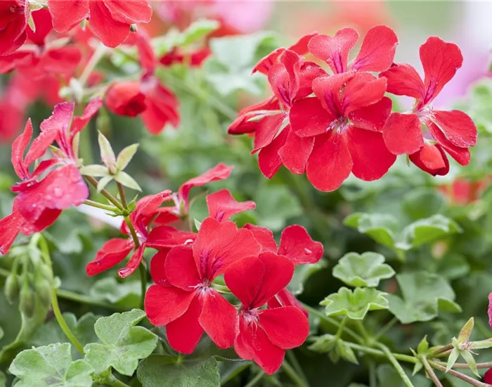 Die idealen Nachbarn für Geranien