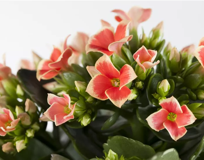 Die Kalanchoe - unsterbliche Schönheit