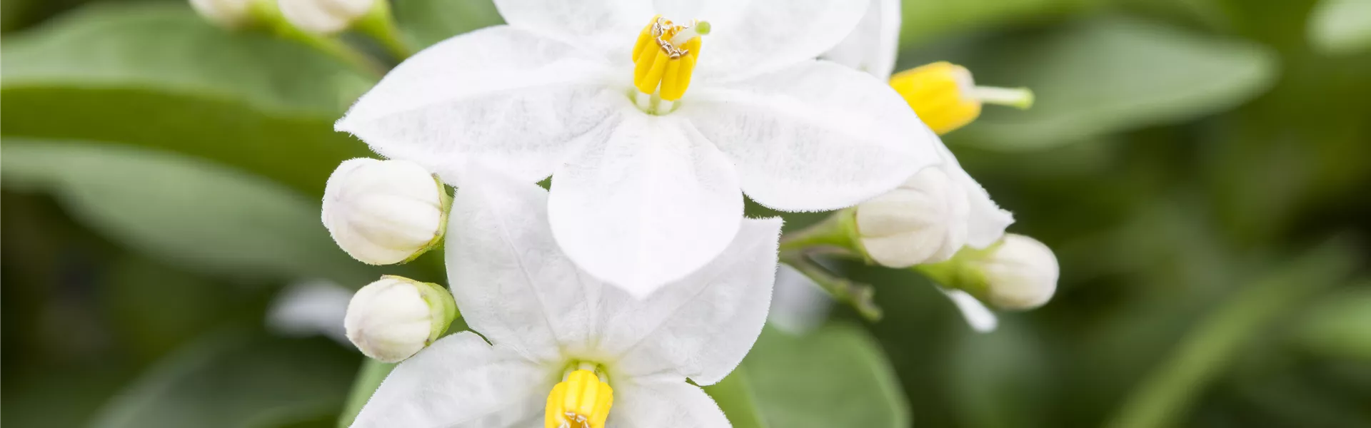 GS489907.jpg GS489907.jpg