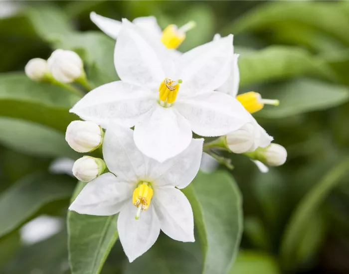 Der Sommerjasmin – alles andere als unscheinbar