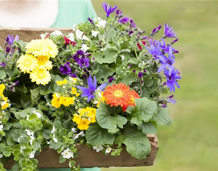 Dünger für Sommerblumen – der Extra-Kick für das Wachstum