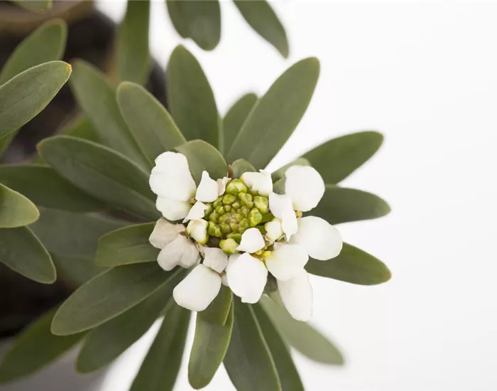 Die Schleifenblume – ein wahres Mauerblümchen