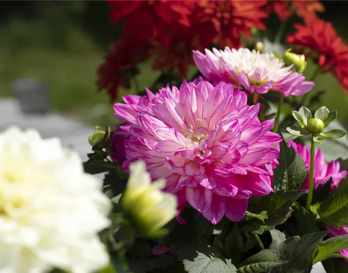 Farbe auf dem Balkon – Blumenzwiebeln für den Sommer