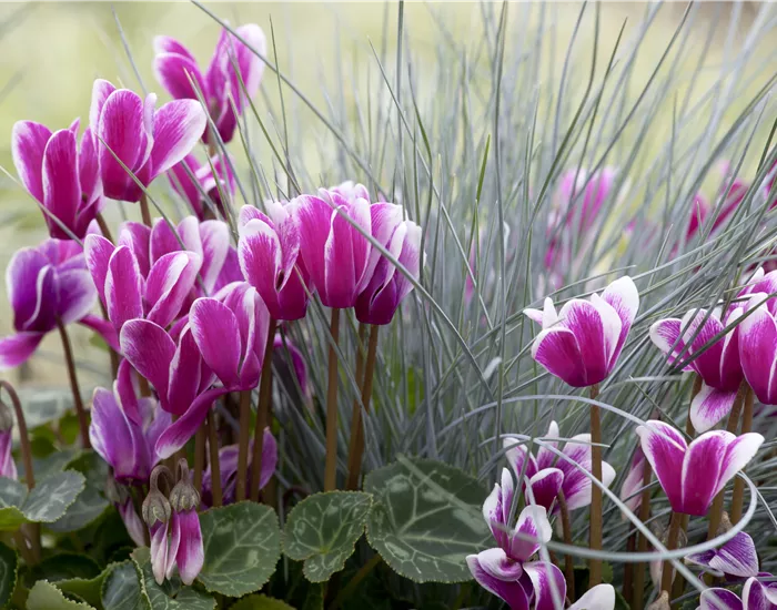 Alpenveilchen, zeitlose Klassiker 