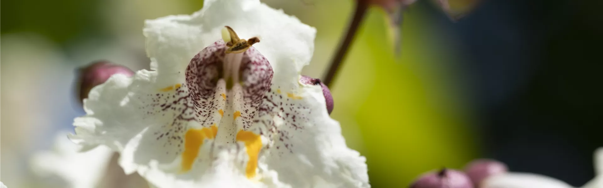 Catalpa bignonioides