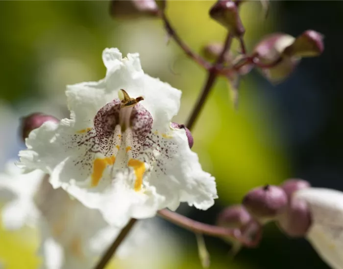 Exoten sorgen für besondere Hingucker im Garten