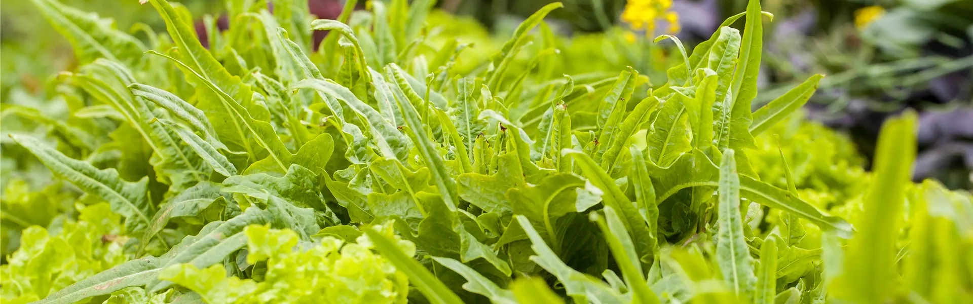 GS613710.jpg GS613710.jpg