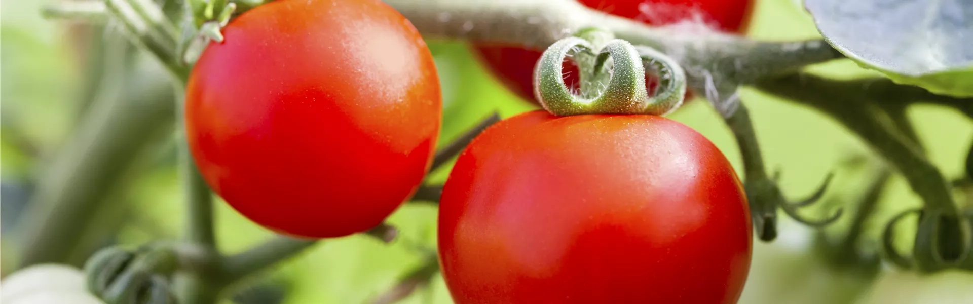 GS497730.jpg GS497730.jpg