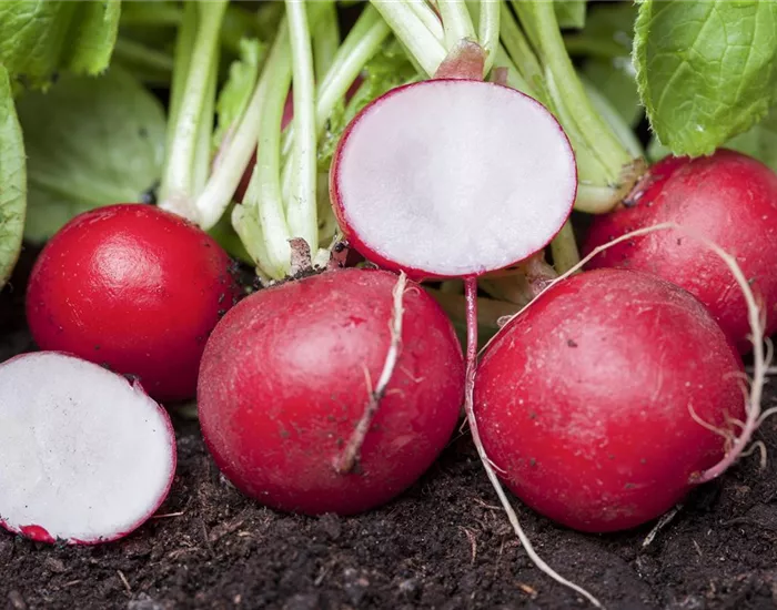 Gemüse für ungeduldige Gärtner: Sprinter im Gemüsebeet Gemüse für ungeduldige Gärtner: Sprinter im Gemüsebeet