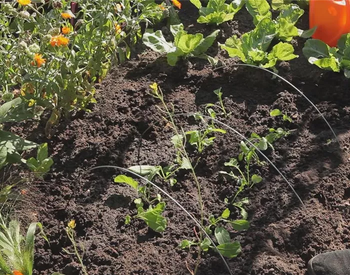 Radieschen - Aussaat und Aufzucht