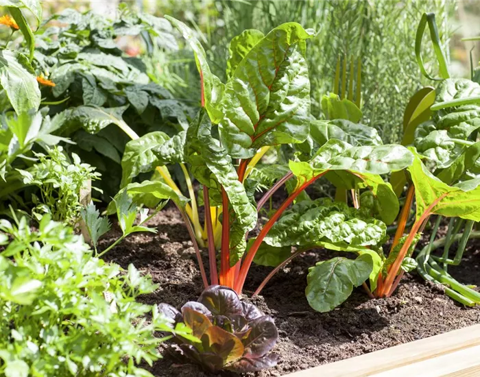 Frisches und leckeres Gemüse aus dem eigenen Garten