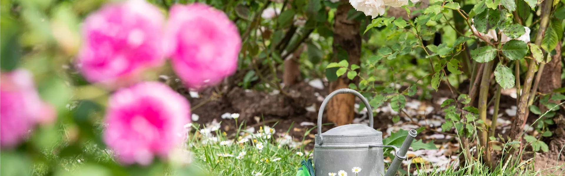 GS621245.jpg GS621245.jpg