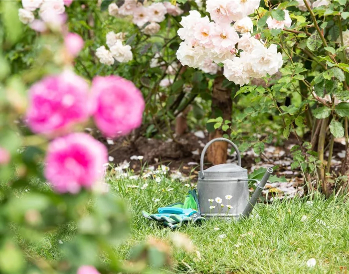 Bewässerungsanlagen im Garten – entspannt sitzen statt schwitzen