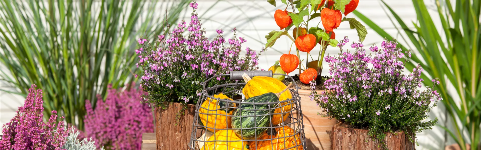 GS529512.jpg GS529512.jpg