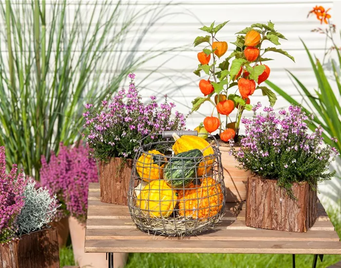 Mit der Lampionblume den Garten festlich schmücken