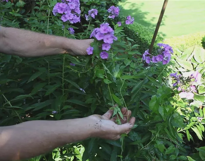 Phlox - Unkraut entfernen