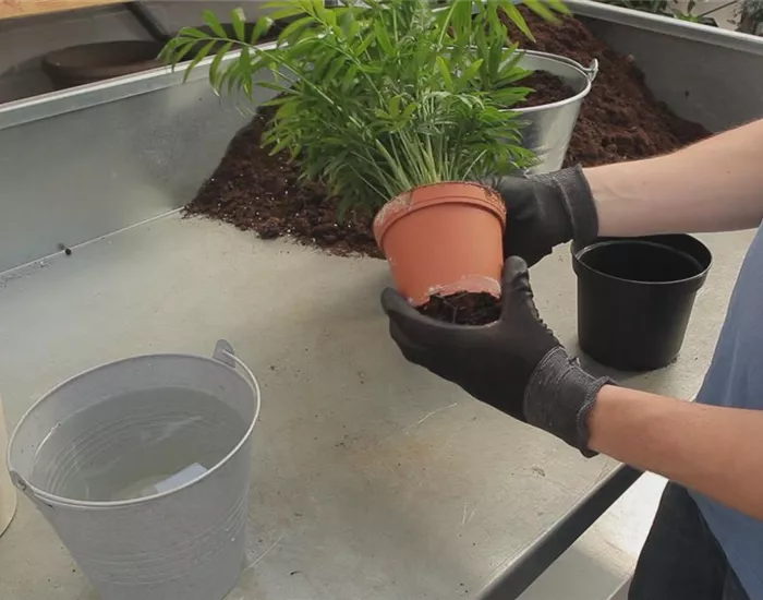 Kentia-Palme - Umtopfen