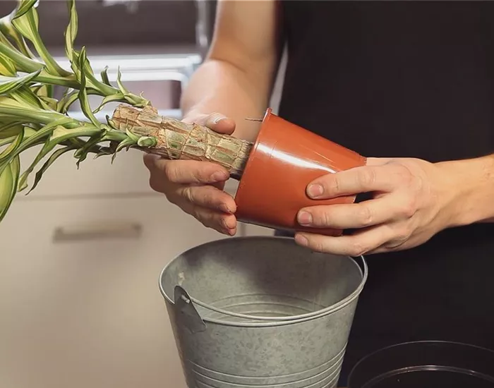 Drachenbaum - Einpflanzen in ein Gefäß