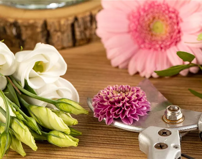 Schnittblumen - was hilft wirklich?