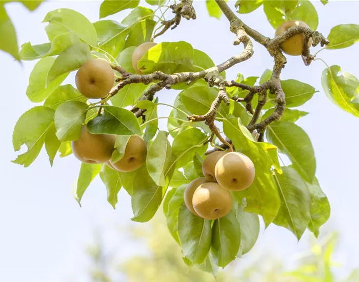 Der Obstgarten – viele Leckereien für große und kleine Naschkatzen