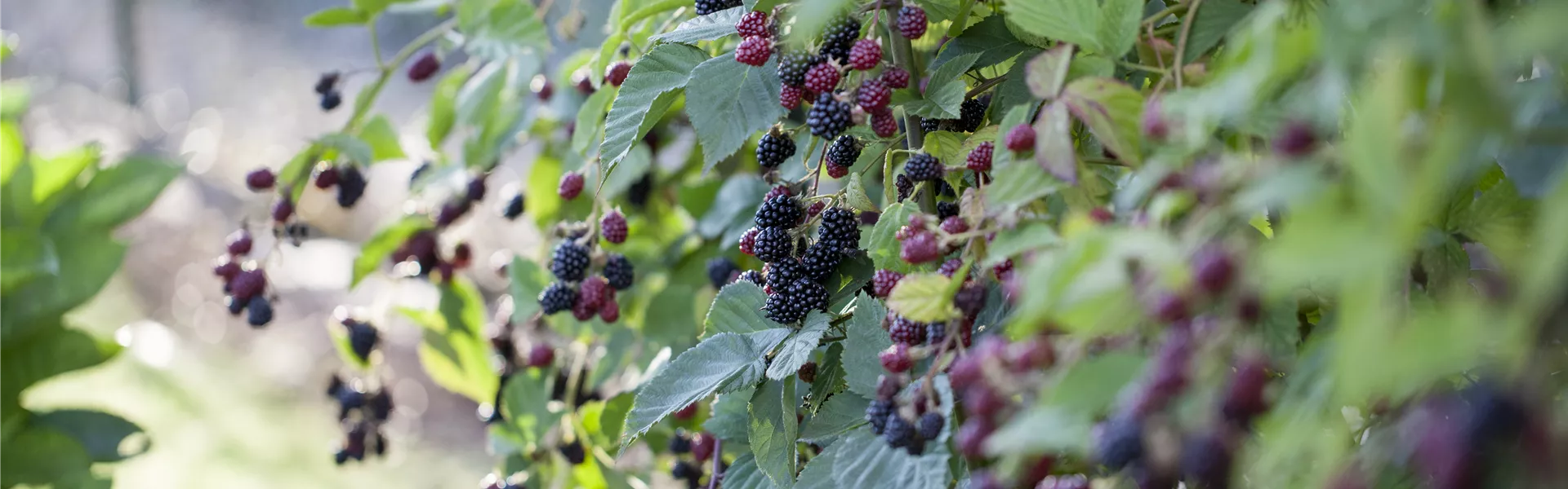 Rubus fruticosus