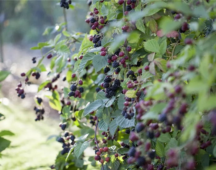 Brombeeren – wilde Leckereien mit langer Tradition