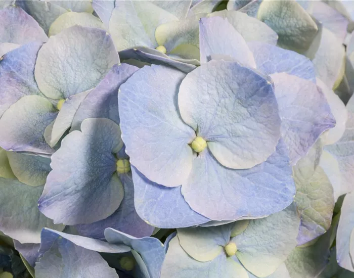 Die Blaublü(h)ter unter den Hortensien