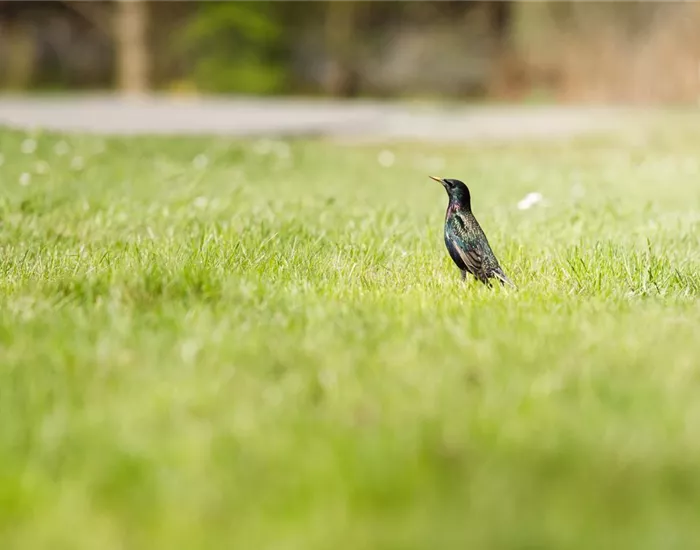 Von der Schule in den Garten – wo Rollrasen herkommt