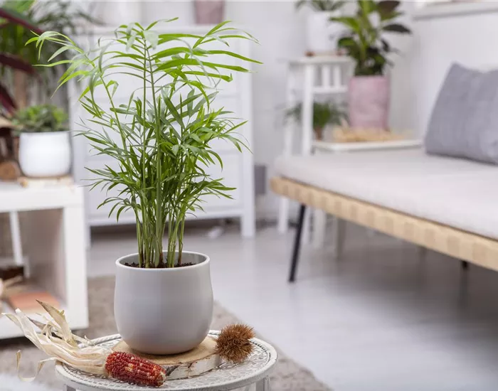 Wie versorge ich Zimmerpflanzen während eines kurzen Urlaubs?