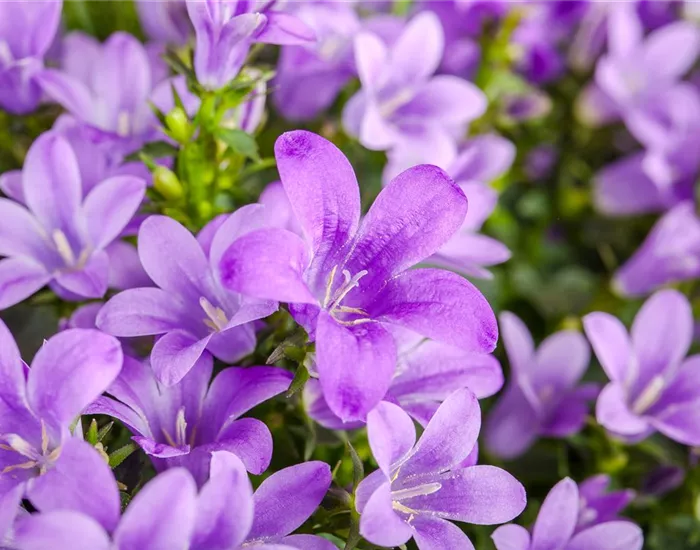 Die Glockenblume: die Vielfalt in einer Pflanze