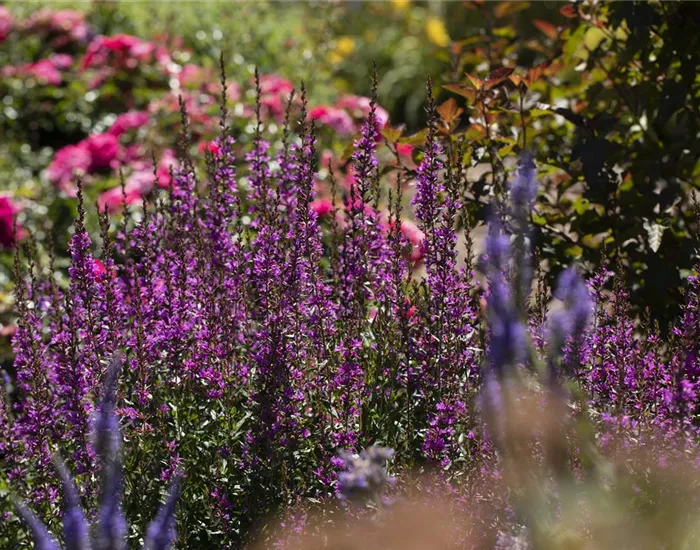 Wellness im eigenen Garten - Oasen schaffen