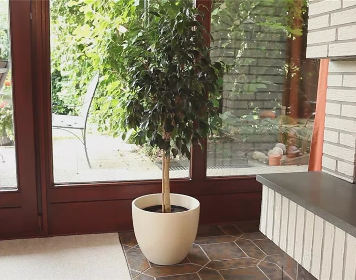 Birkenfeige - Einpflanzen in ein Gefäß