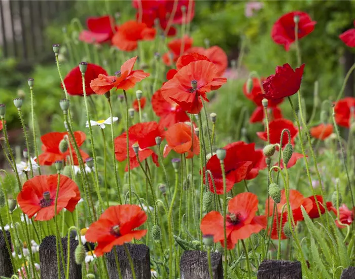 Der Klatschmohn – vom Acker in den Garten