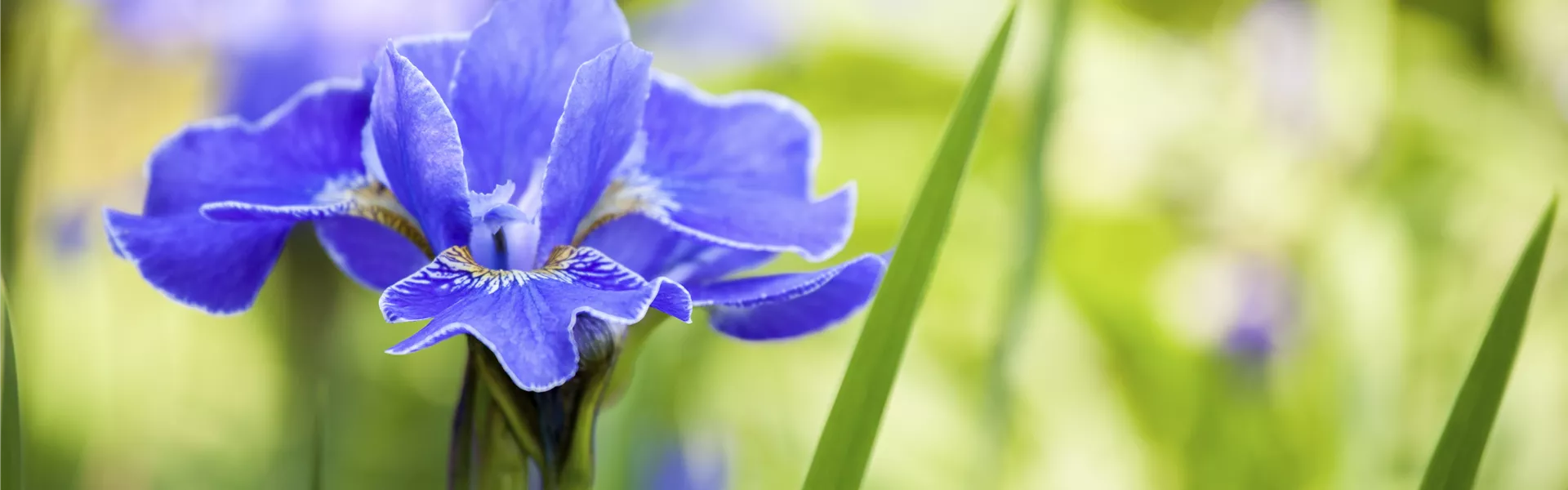 Iris