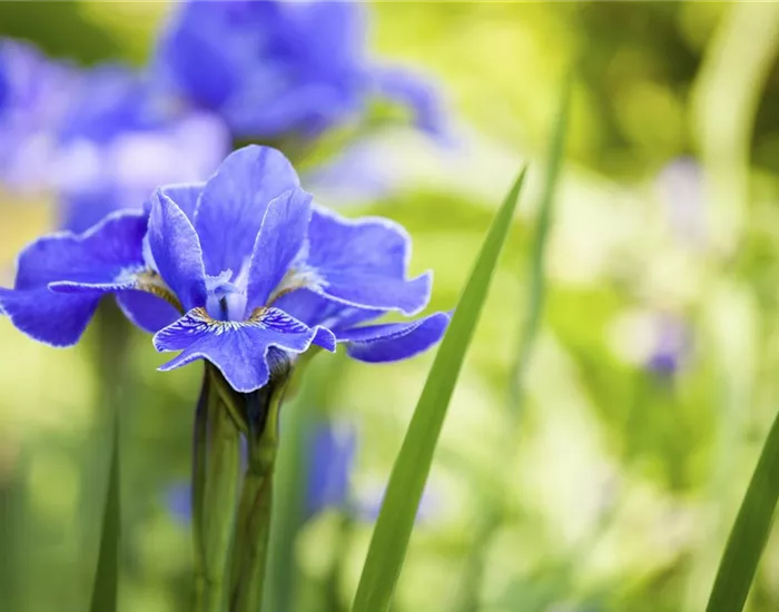 Die Iris – eine Pflanzen-Schönheit mit vielen Gesichtern