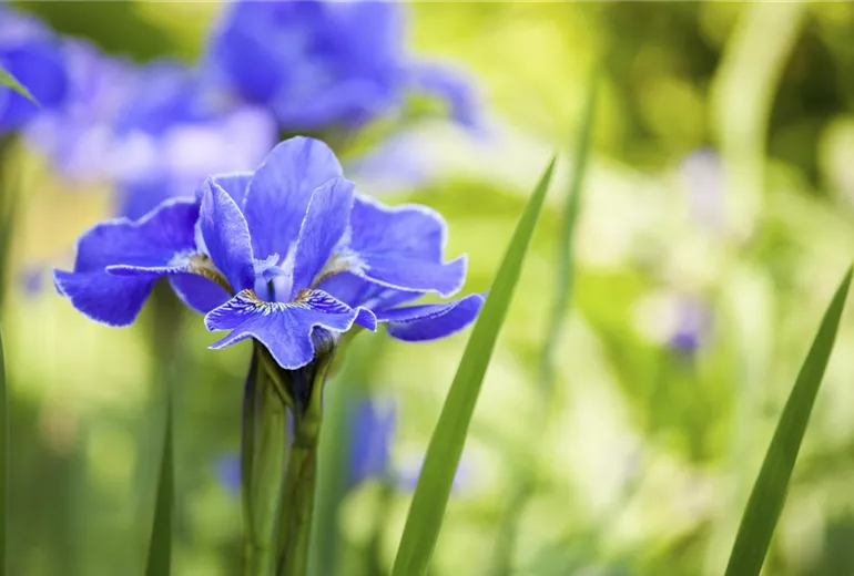 Iris