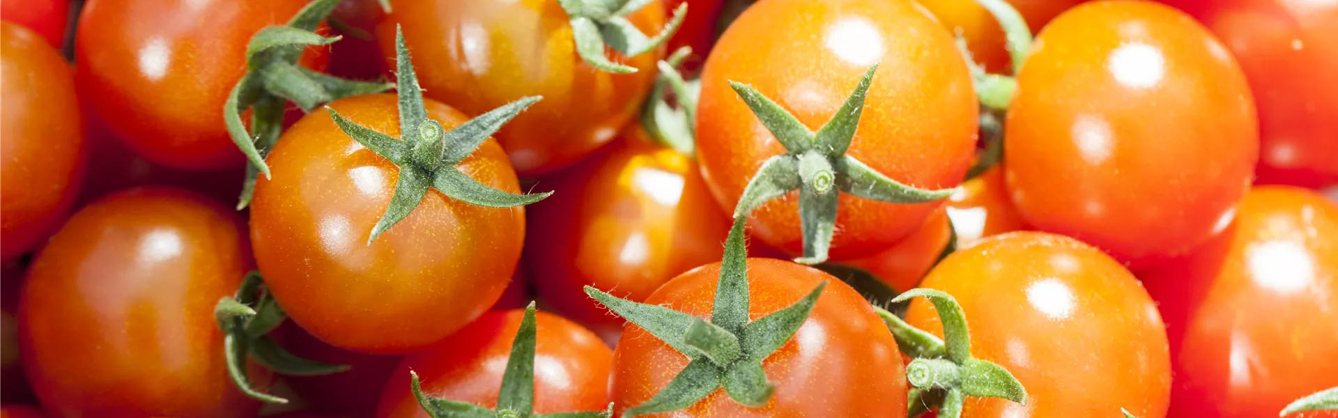 GS502689.jpg GS502689.jpg