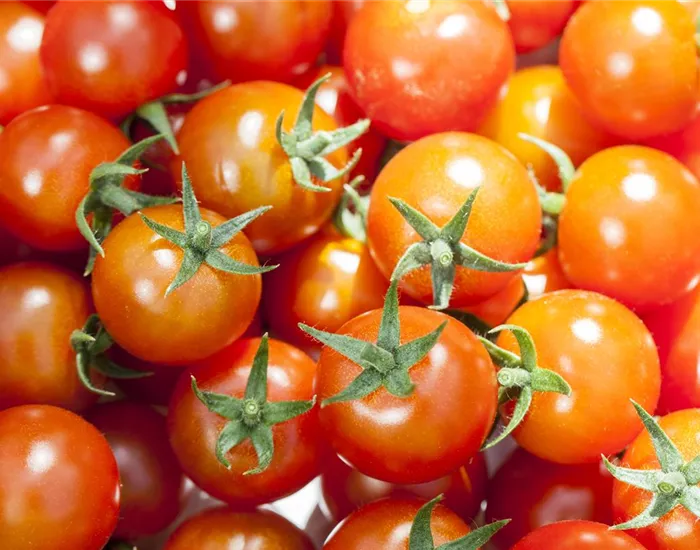 Die Tomate - Aroma, Schönheit und Genuss in eins Die Tomate - Aroma, Schönheit und Genuss in eins