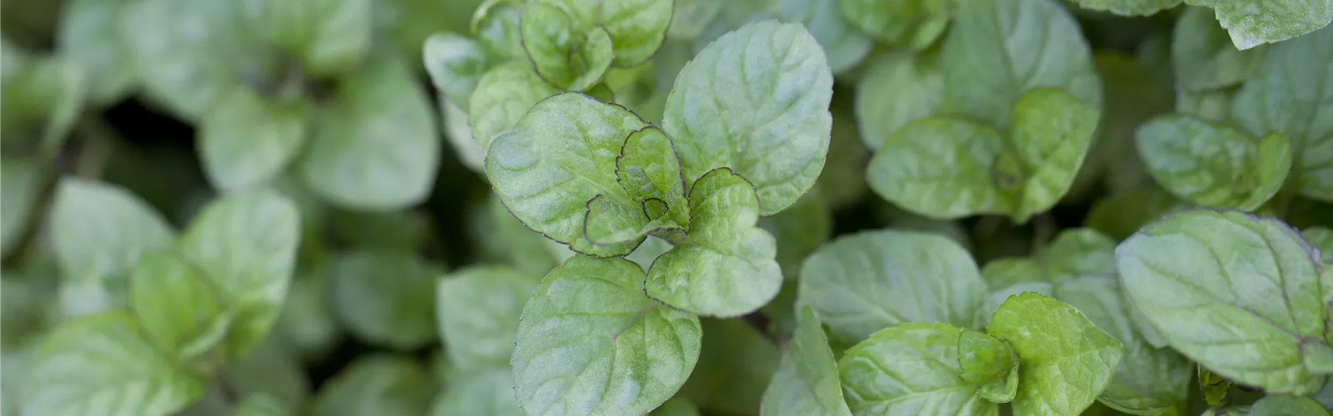 Mentha x piperita 'Orange'