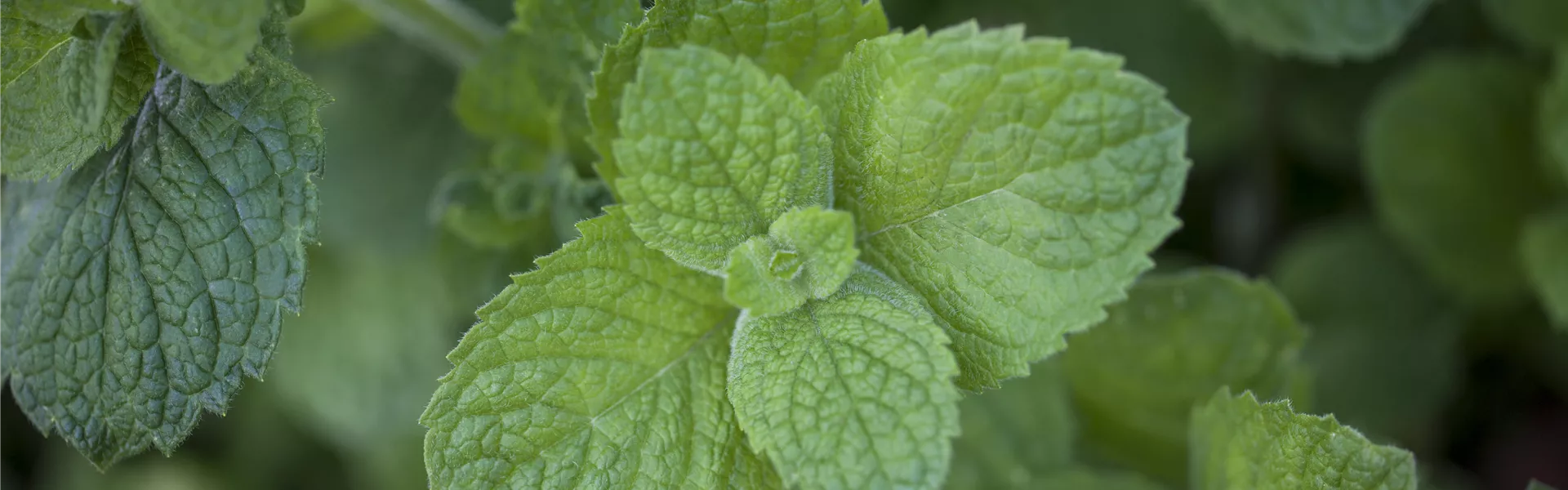 Mentha suaveolens 'Apple Mint'
