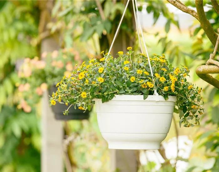 Ein Husarenknopf für den sommerlichen Balkon 