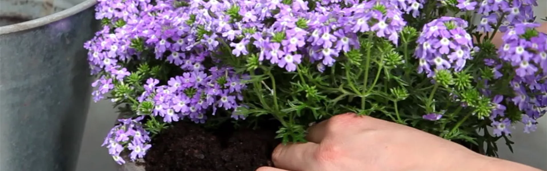 Eisenkraut - Einpflanzen in ein Gefäß (4).jpg