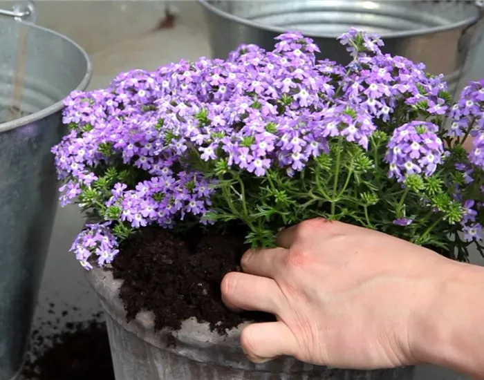 Eisenkraut - Einpflanzen in ein Gefäß