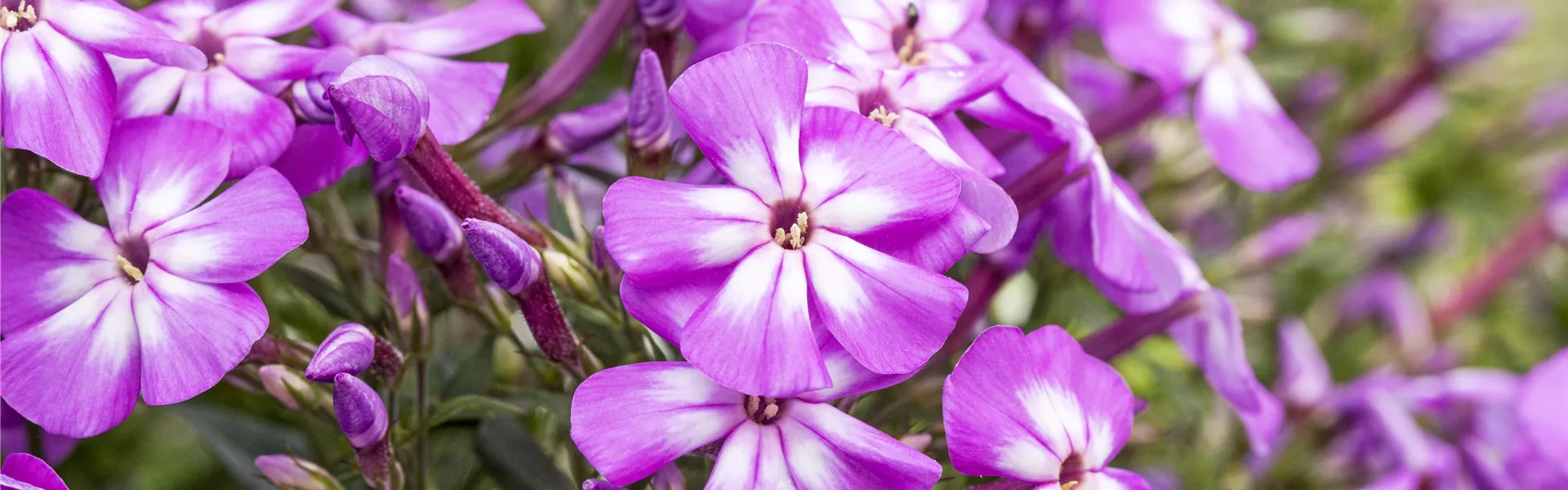Phlox paniculata 'Flame Impruved Violet Charme'